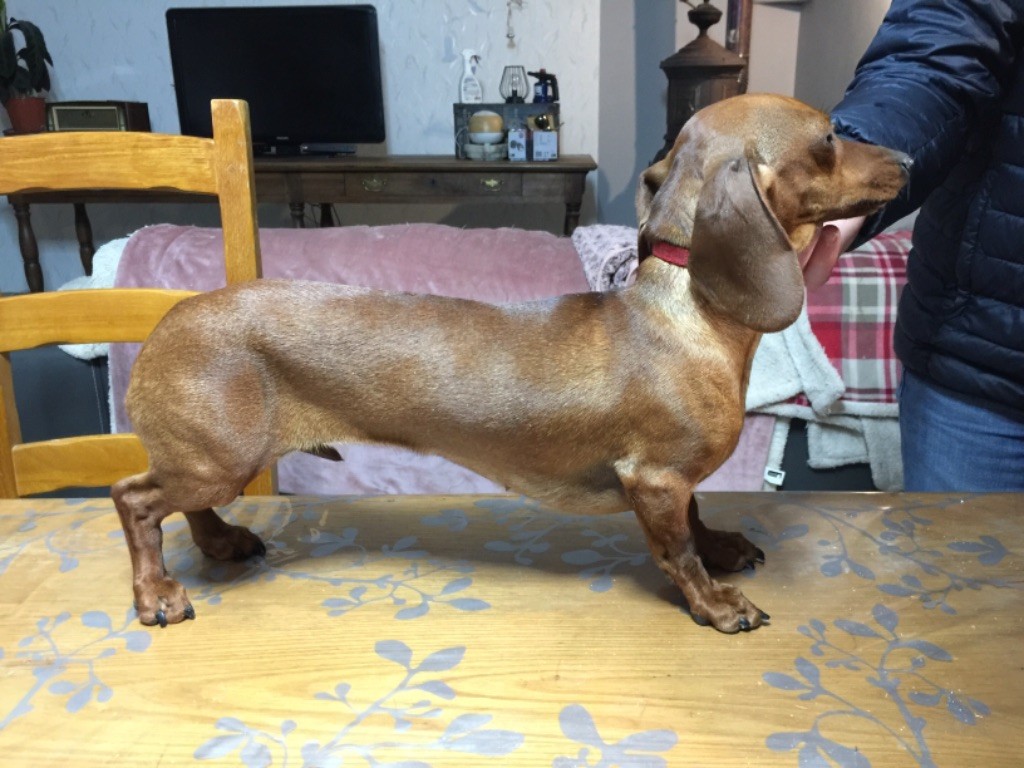 Ortance de la Clairiere aux Cerfs