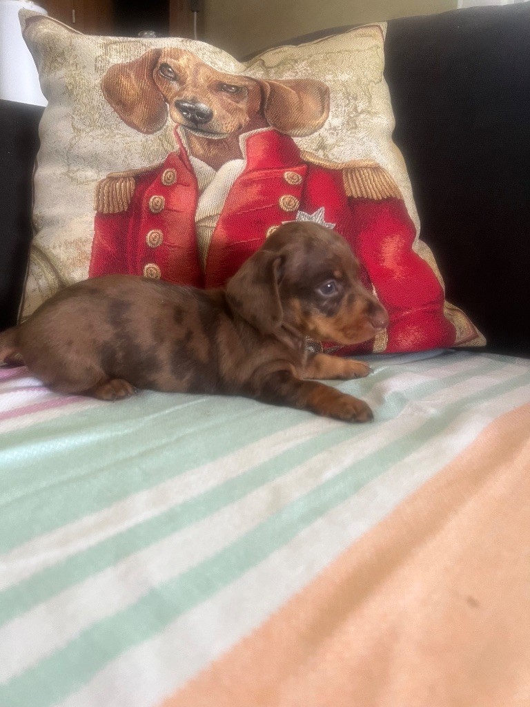 du Mistral Le Vent - Chiots disponibles - Teckel poil ras
