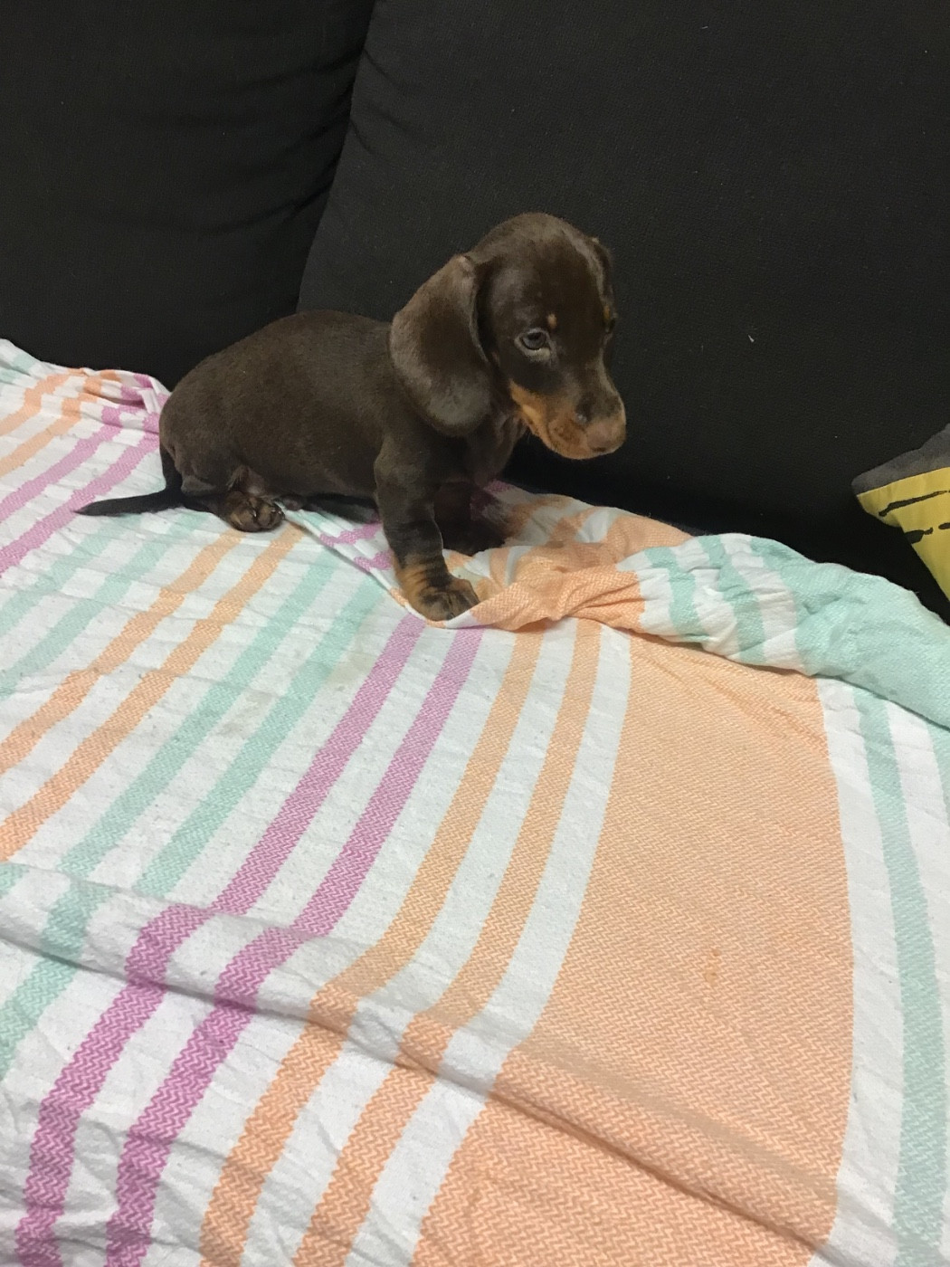 du Mistral Le Vent - Chiots disponibles - Teckel poil ras