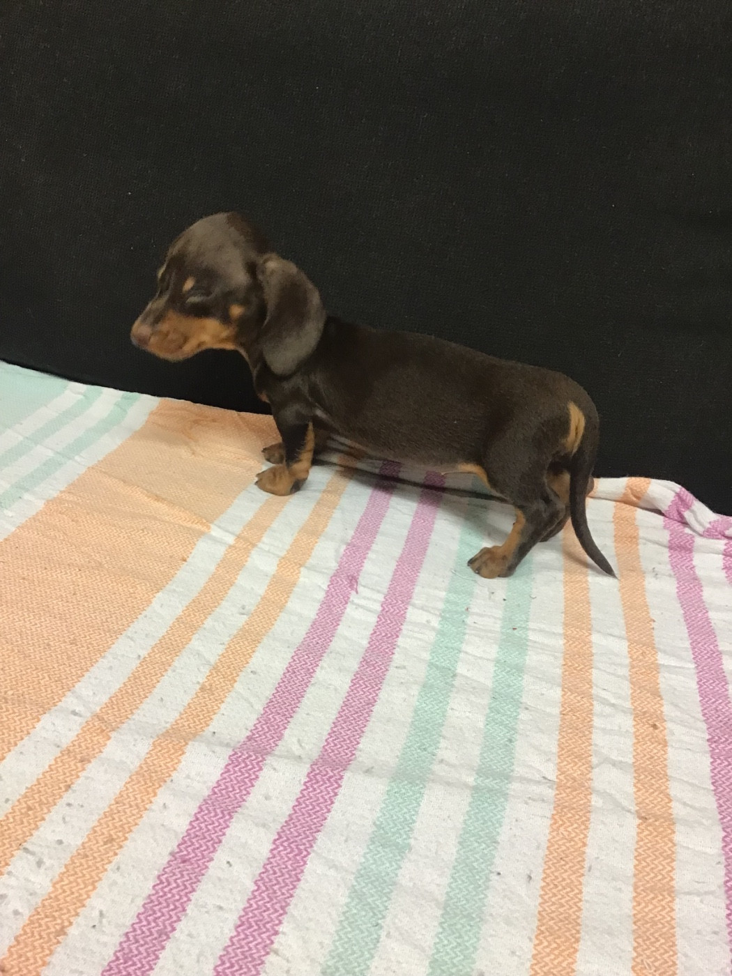 du Mistral Le Vent - Chiots disponibles - Teckel poil ras