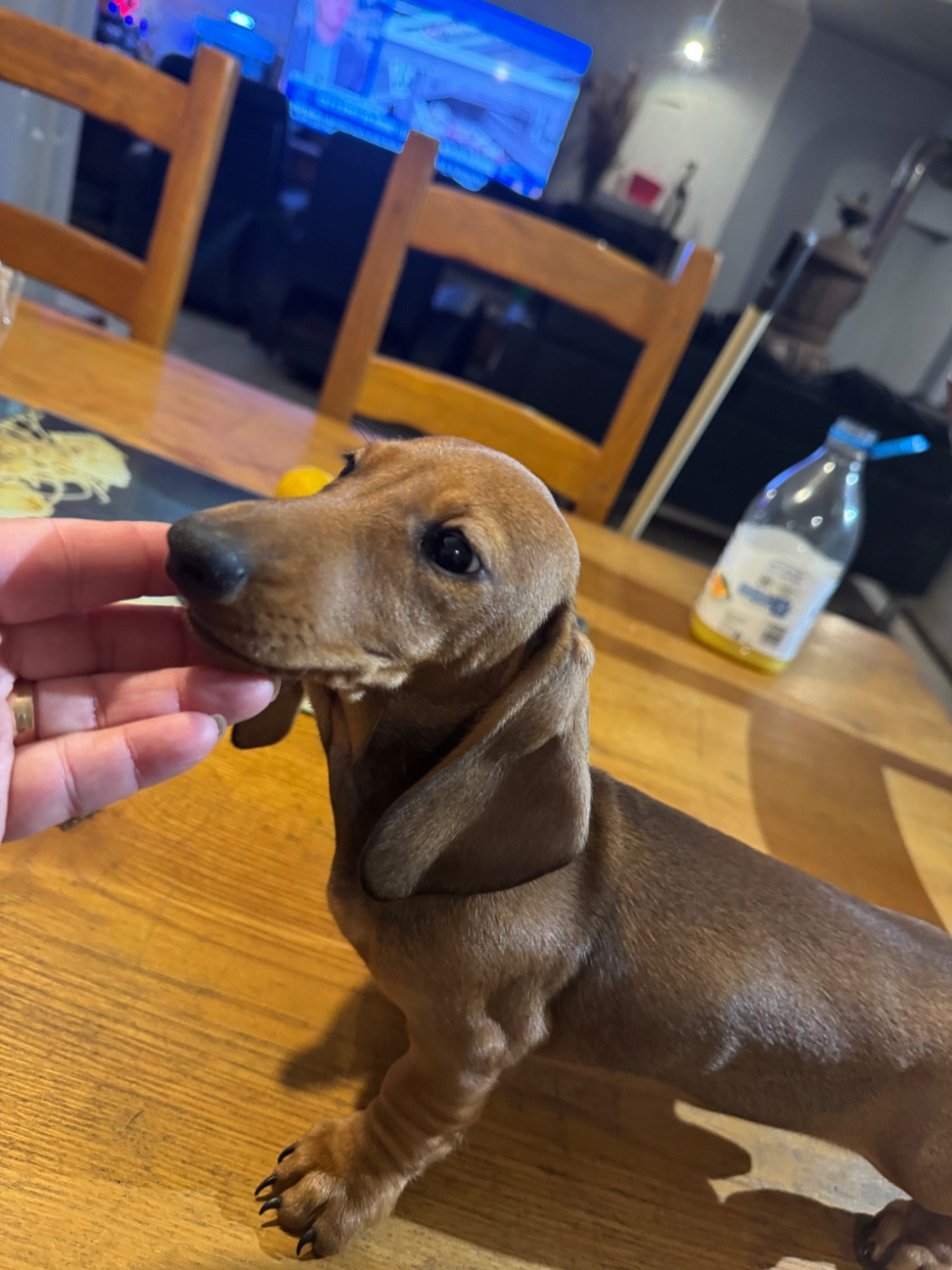 du Mistral Le Vent - Chiots disponibles - Teckel poil ras