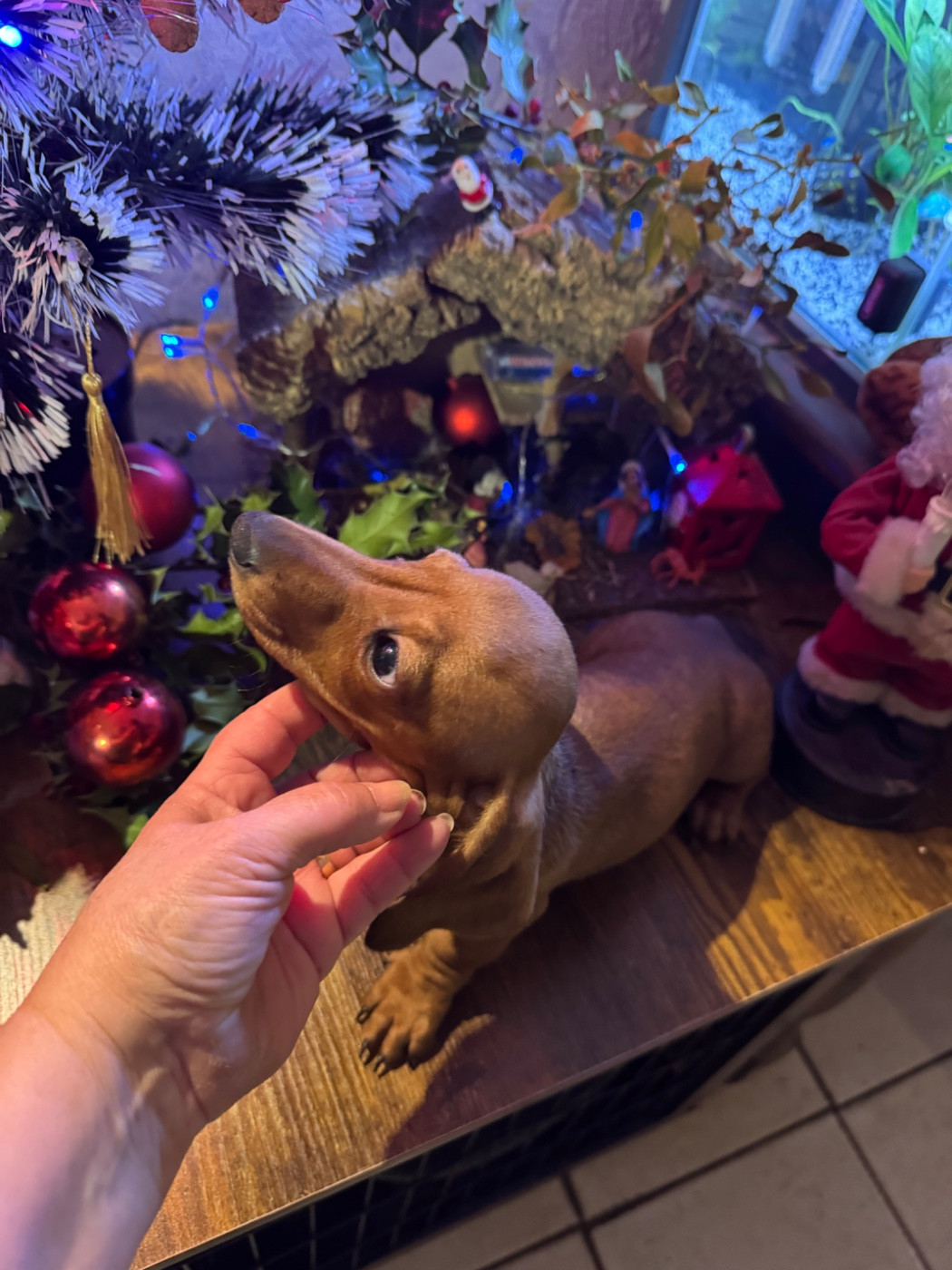 du Mistral Le Vent - Chiots disponibles - Teckel poil ras