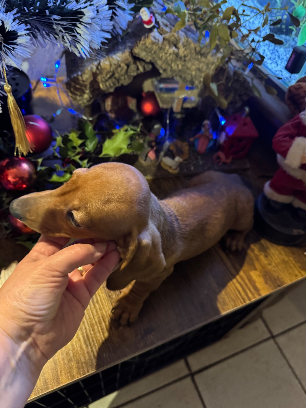 du Mistral Le Vent - Chiots disponibles - Teckel poil ras