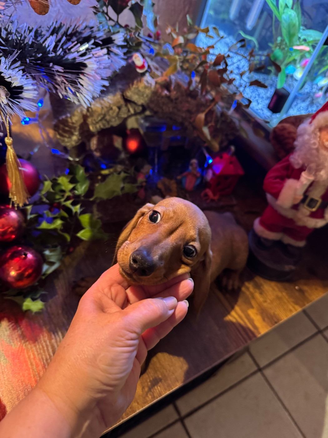 du Mistral Le Vent - Chiots disponibles - Teckel poil ras