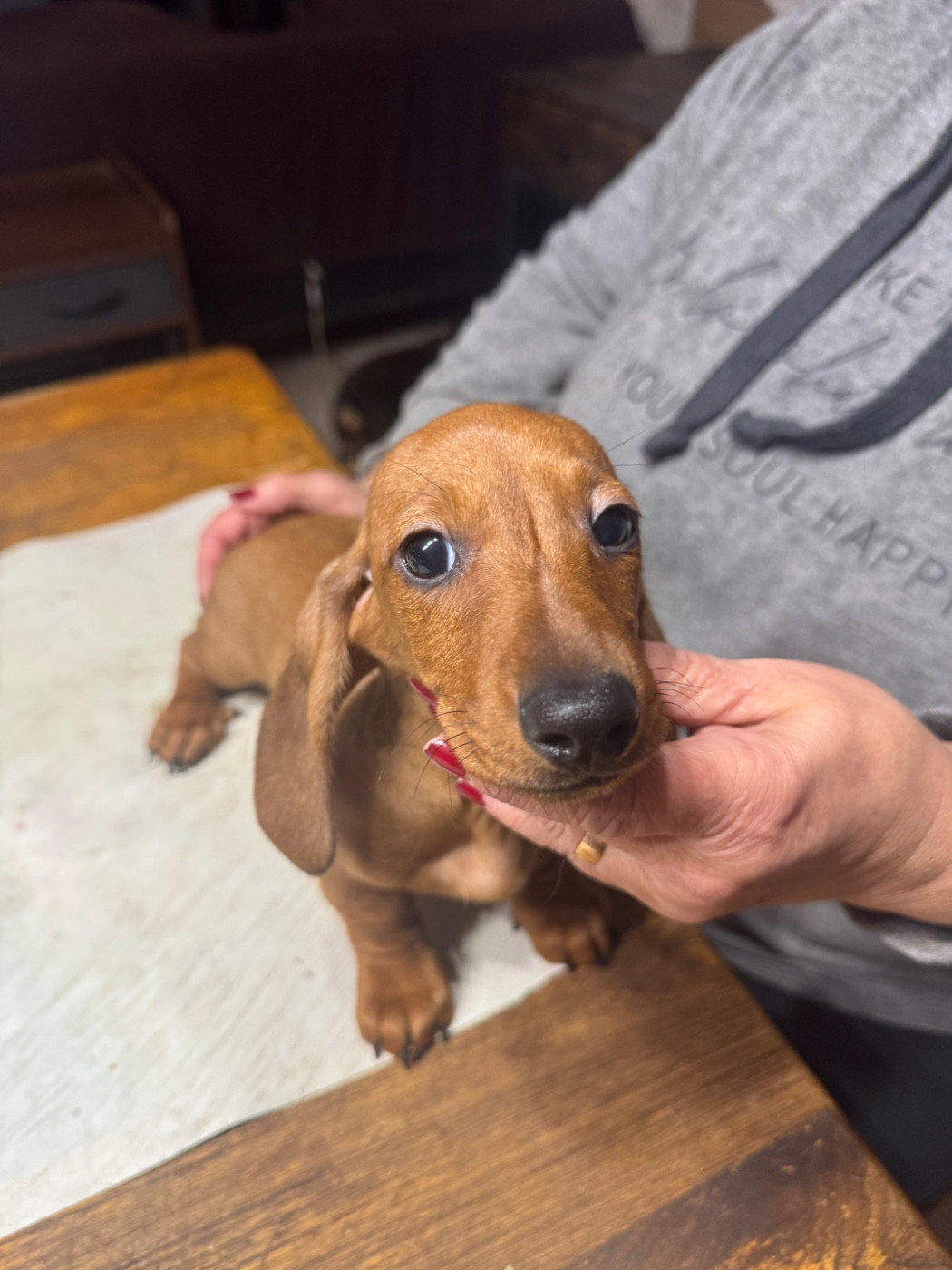 du Mistral Le Vent - Chiots disponibles - Teckel poil ras