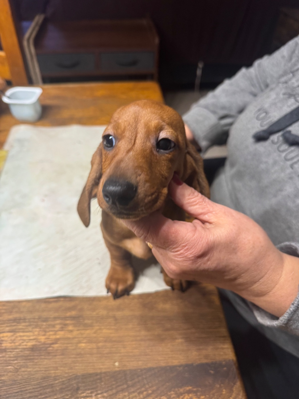 du Mistral Le Vent - Chiots disponibles - Teckel poil ras