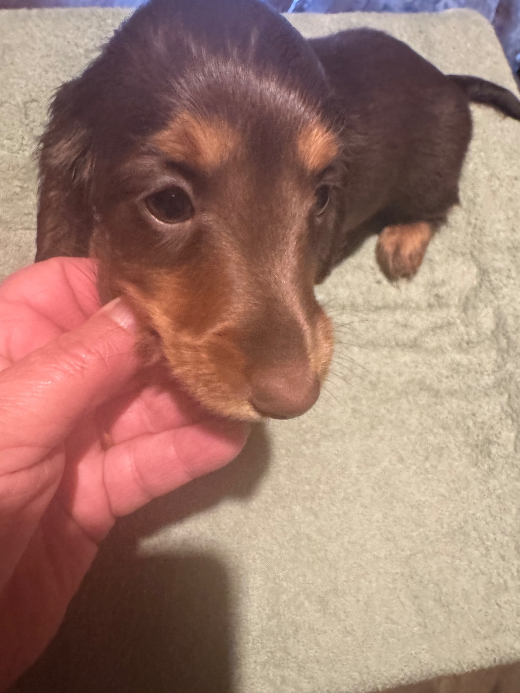 du Mistral Le Vent - Chiots disponibles - Teckel poil long