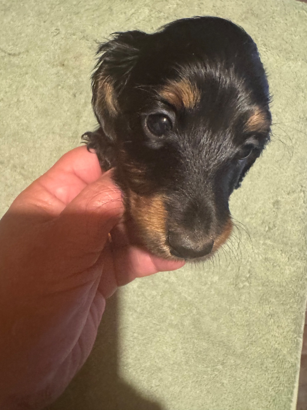 du Mistral Le Vent - Chiots disponibles - Teckel poil long