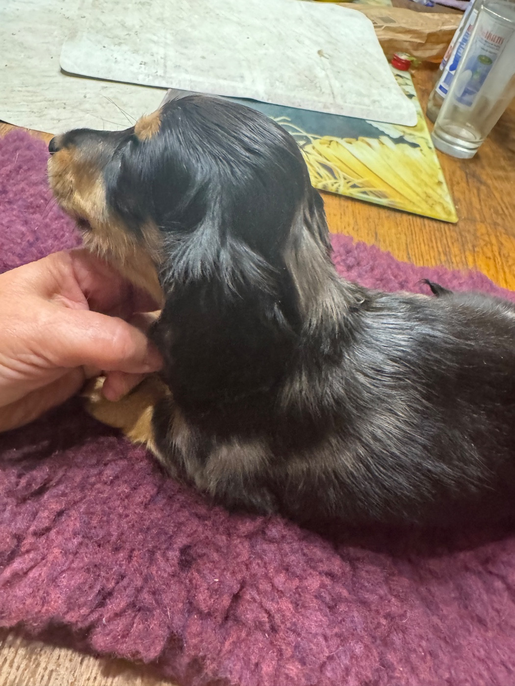 du Mistral Le Vent - Chiots disponibles - Teckel poil long