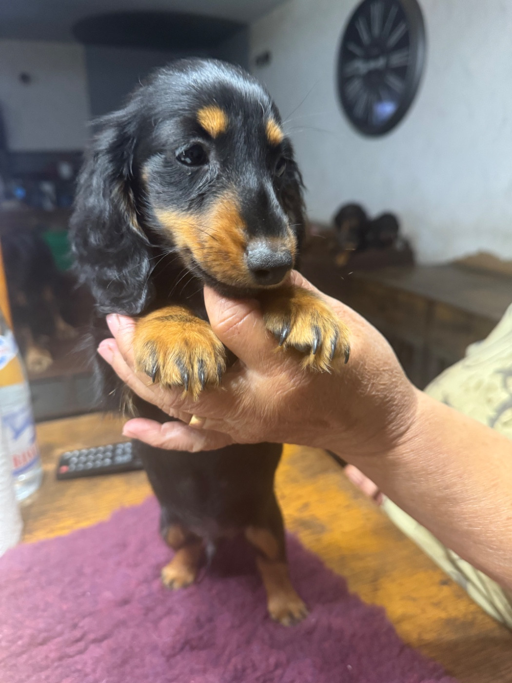 du Mistral Le Vent - Chiots disponibles - Teckel poil long