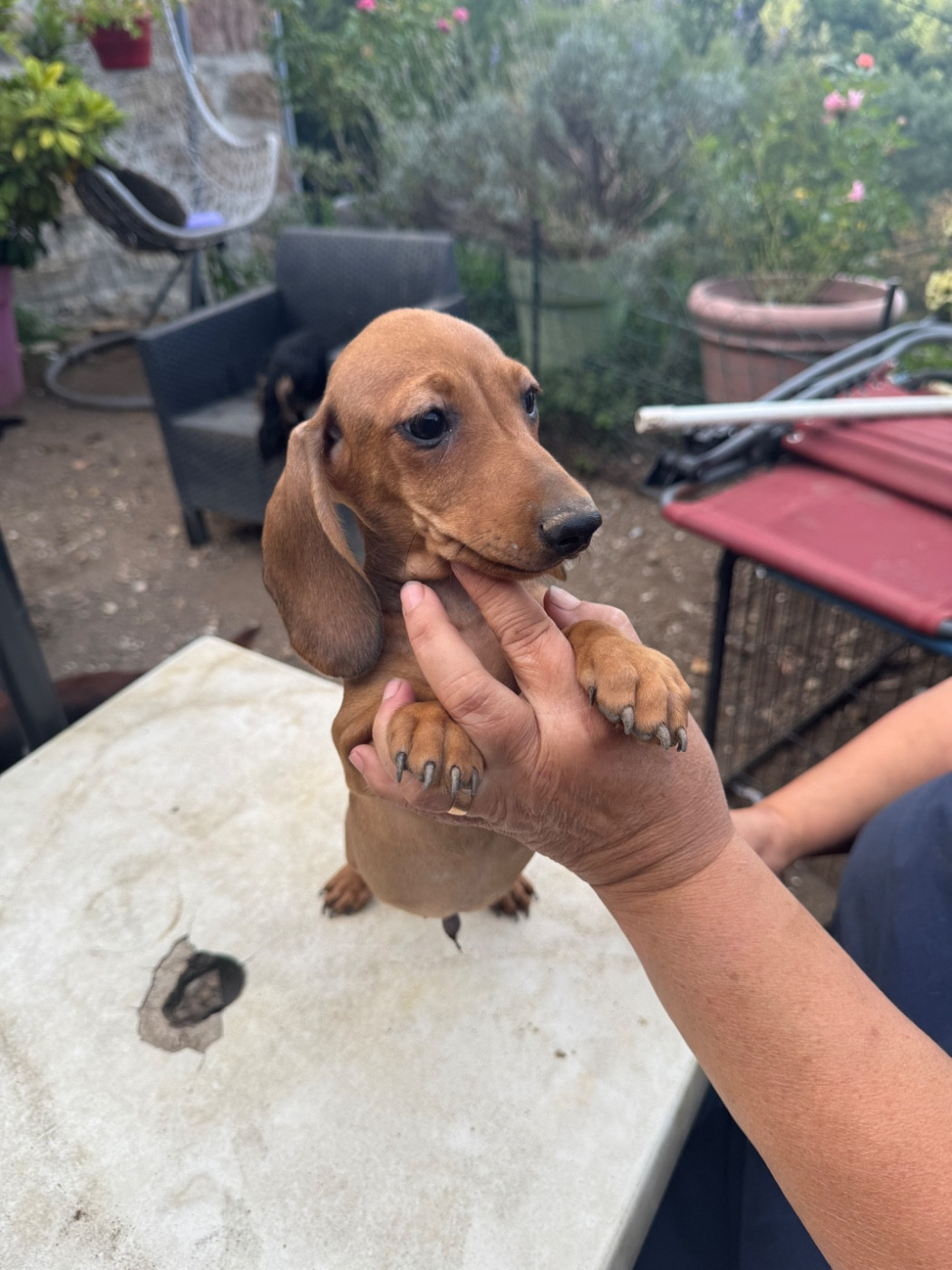 du Mistral Le Vent - Chiots disponibles - Teckel poil ras