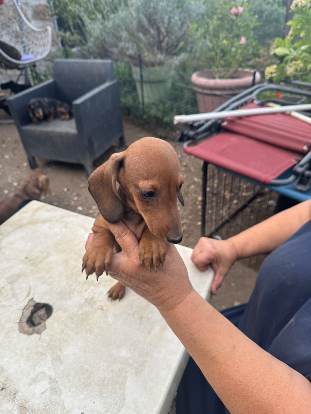 du Mistral Le Vent - Chiots disponibles - Teckel poil ras