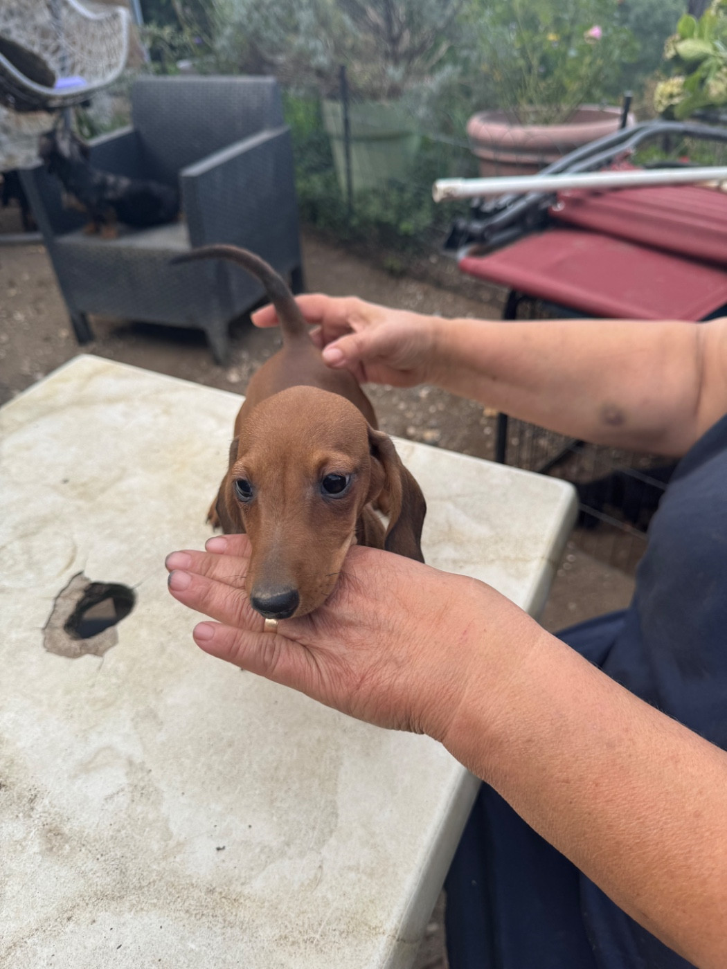 du Mistral Le Vent - Chiots disponibles - Teckel poil ras