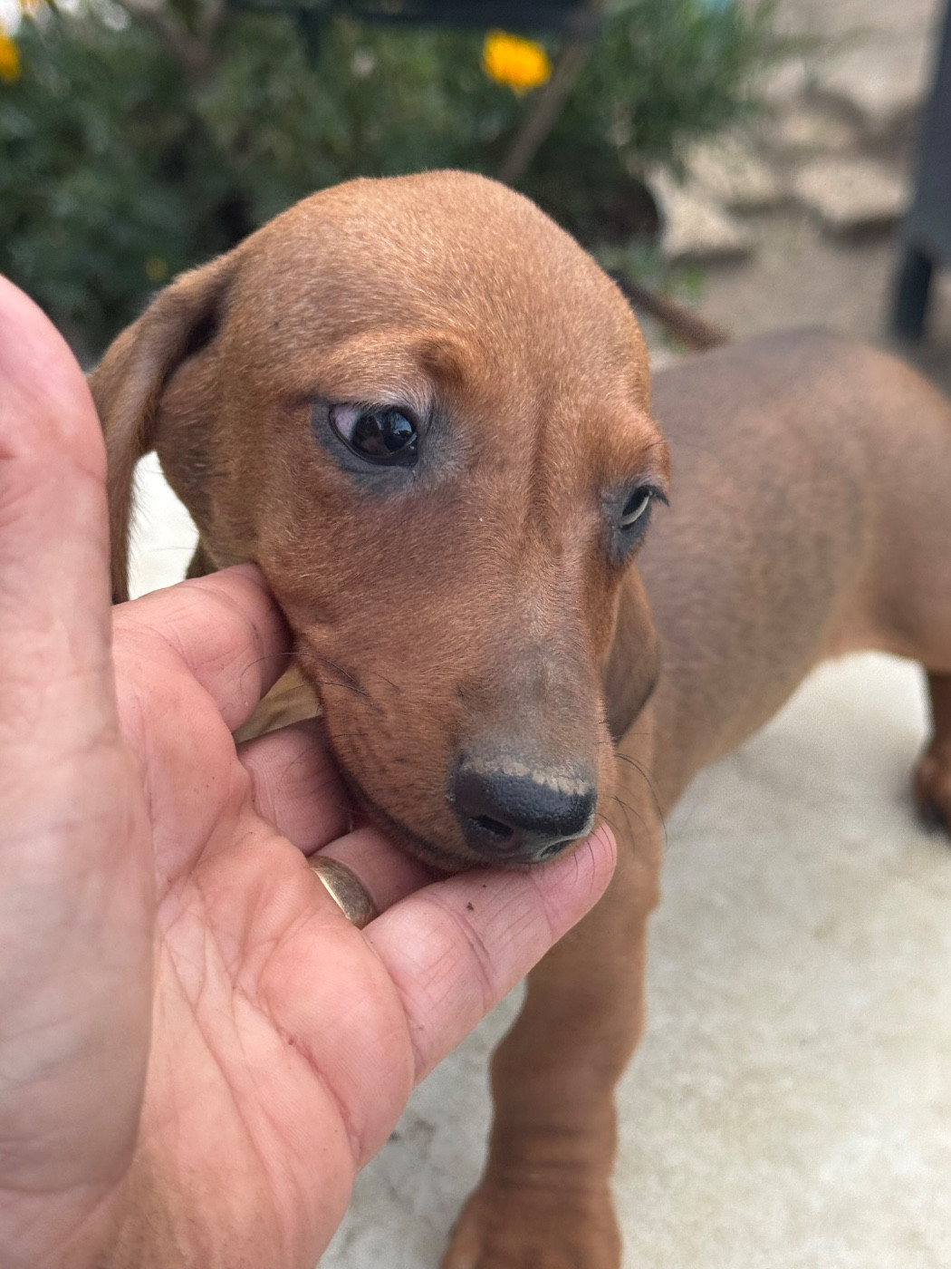 du Mistral Le Vent - Chiots disponibles - Teckel poil ras