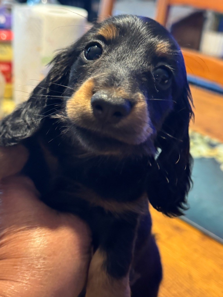 du Mistral Le Vent - Chiots disponibles - Teckel poil long
