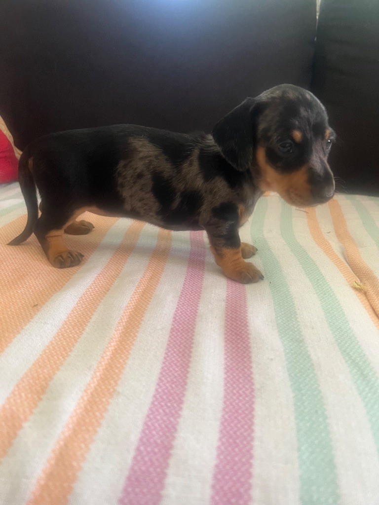 du Mistral Le Vent - Chiots disponibles - Teckel poil ras