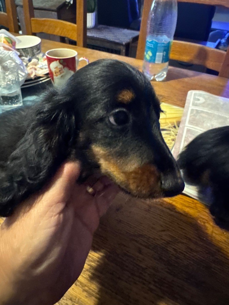 du Mistral Le Vent - Chiots disponibles - Teckel poil long