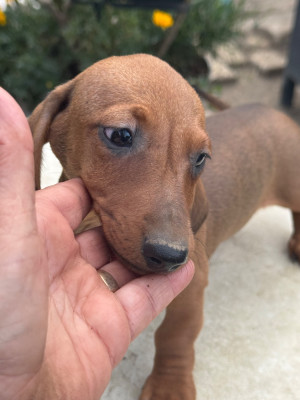 biscotte